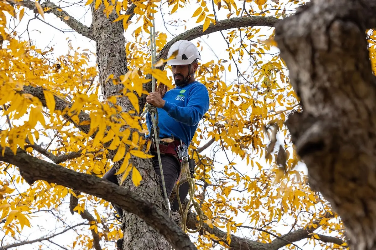 Skilled Tree Transplanting crew working in Monticello